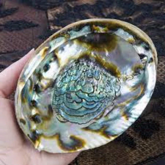 Abalone Shell - Picture 1 of 1